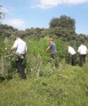 В Ловлинском сельском поселении проводит свою работу комиссия по мониторингу наркосодержащей растительности